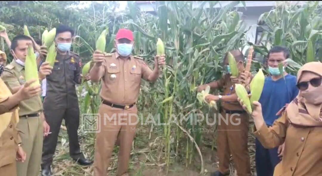 Buah Program PM, Pemerintah Kecamatan Batubrak Panen Jagung 