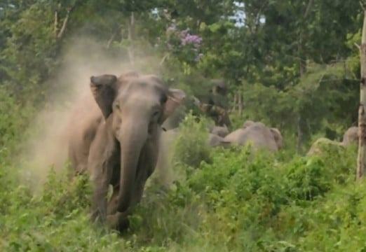 Blokade Jebol, Satu Rumah Warga Dirusak Gajah