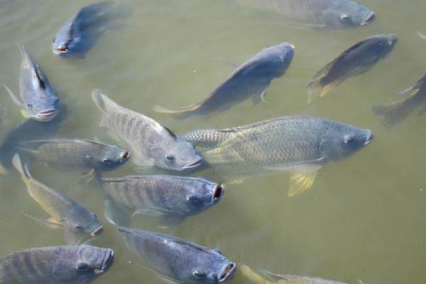 Bantuan 250 Ribu Ekor Ikan Nila Disalurkan Mulai Pekan Depan