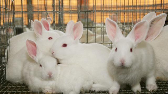 Pemkab Pringsewu Dorong Warga Kembangkan Peternakan Kelinci