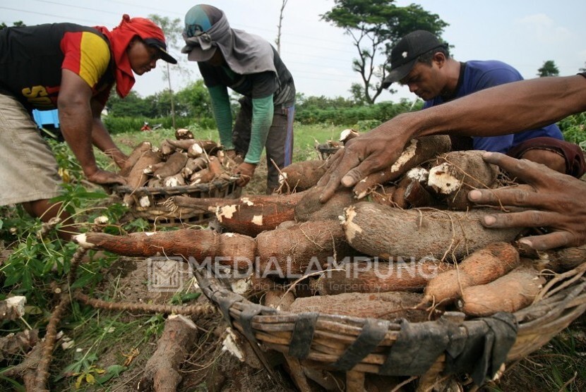 Harga Singkong di Waykanan Anjlok, Besok Dibahas Bersama Gubernur