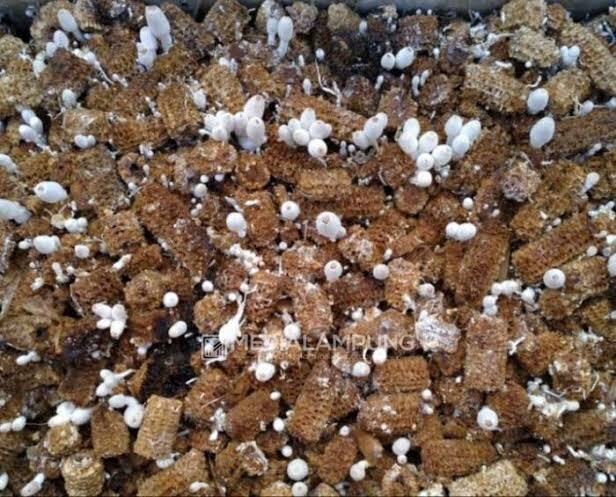 Kreatif, Pria Ini Manfaatkan Limbah Bonggol Jagung untuk Budidayakan Jamur