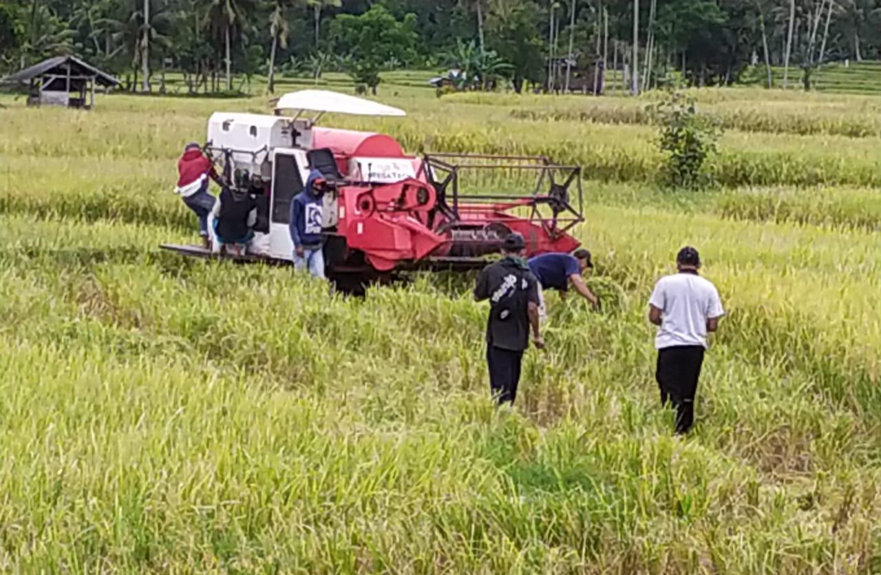 Harga Jual Gabah Anjlok, Petani di Pesbar Menjerit