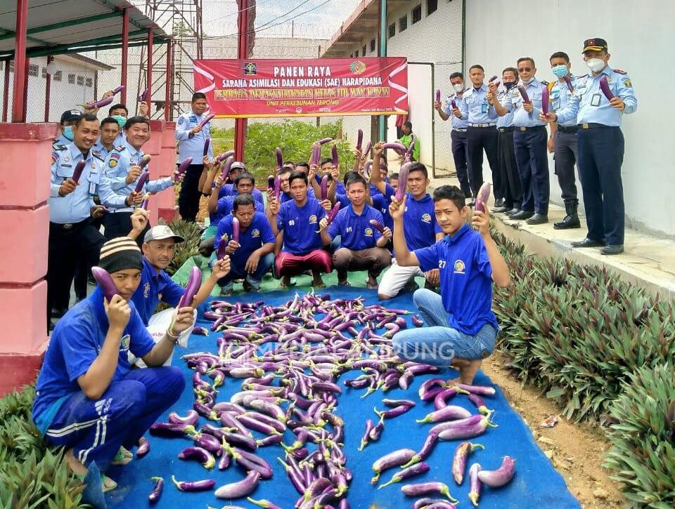 Lapas Waykanan Panen Raya Terong