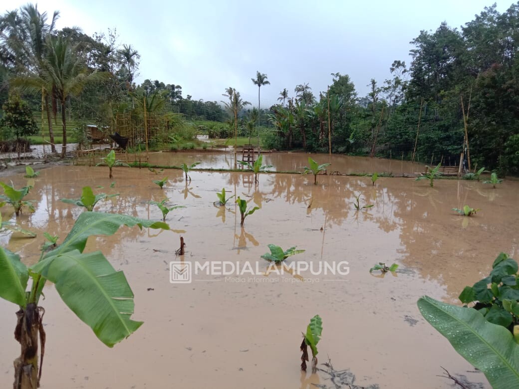 Kerap Terjadi Banjir, Peratin Sidodadi Berharap Way Umpu Dinormalisasi