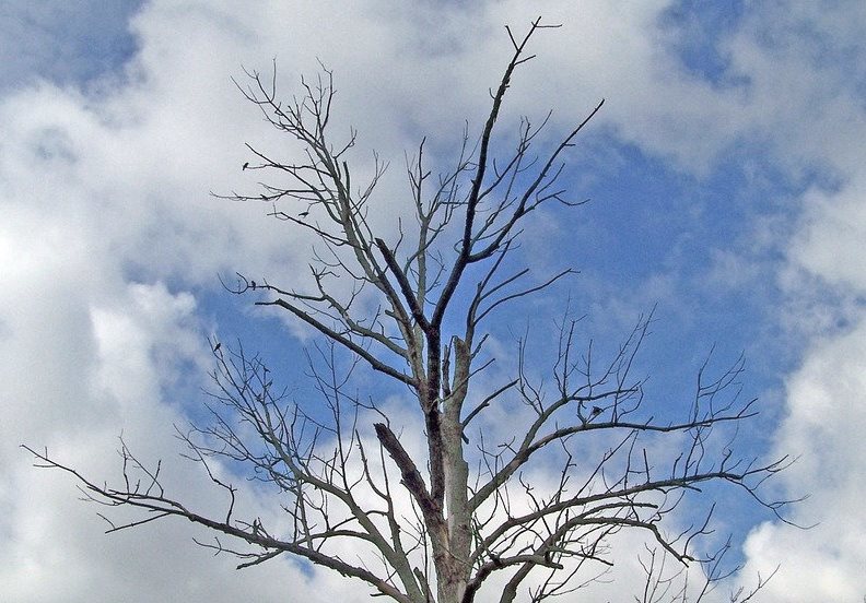 Banyak Pohon Penghijauan Mati, Satpol-PP Lambar 'Ogah' Tindak Tanpa Laporan 
