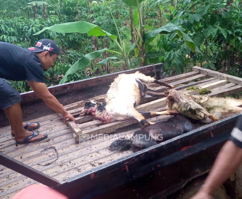 Tujuh Ternak Kambing Warga Diduga Dimangsa Hewan Buas