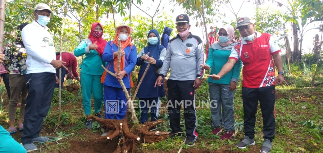 Hasil Gerakan PM, Argomulyo Panen Komoditi Tanaman Pangan 