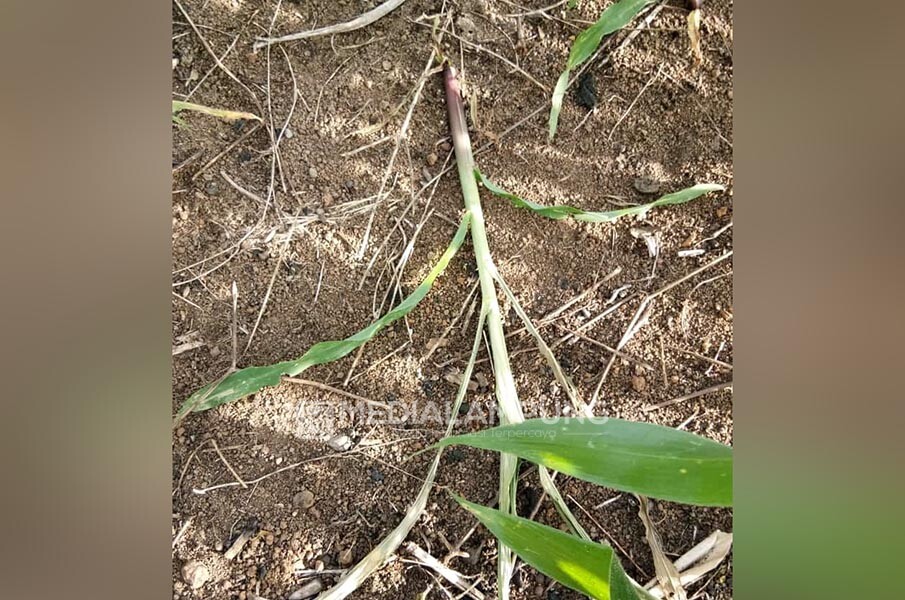 Serangan Hama Ulat Meresahkan Petani Jagung di Waykanan