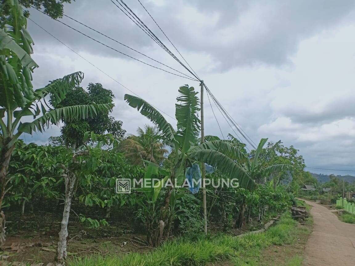 Sudah 10 Tahun Jaringan Listrik PLN di Pekon Manggarai Tanpa Tiang