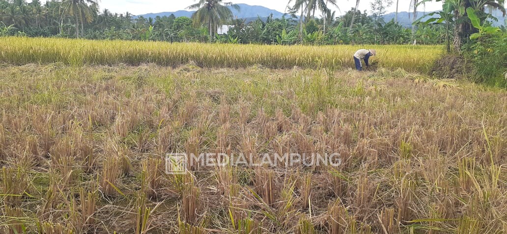 Memasuki Panen Raya, Harga Jual Gabah Anjlok