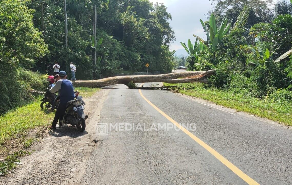 Pohon Tumbang di Jalan Nasional, Jalur Liwa-Sumberjaya Lumpuh 