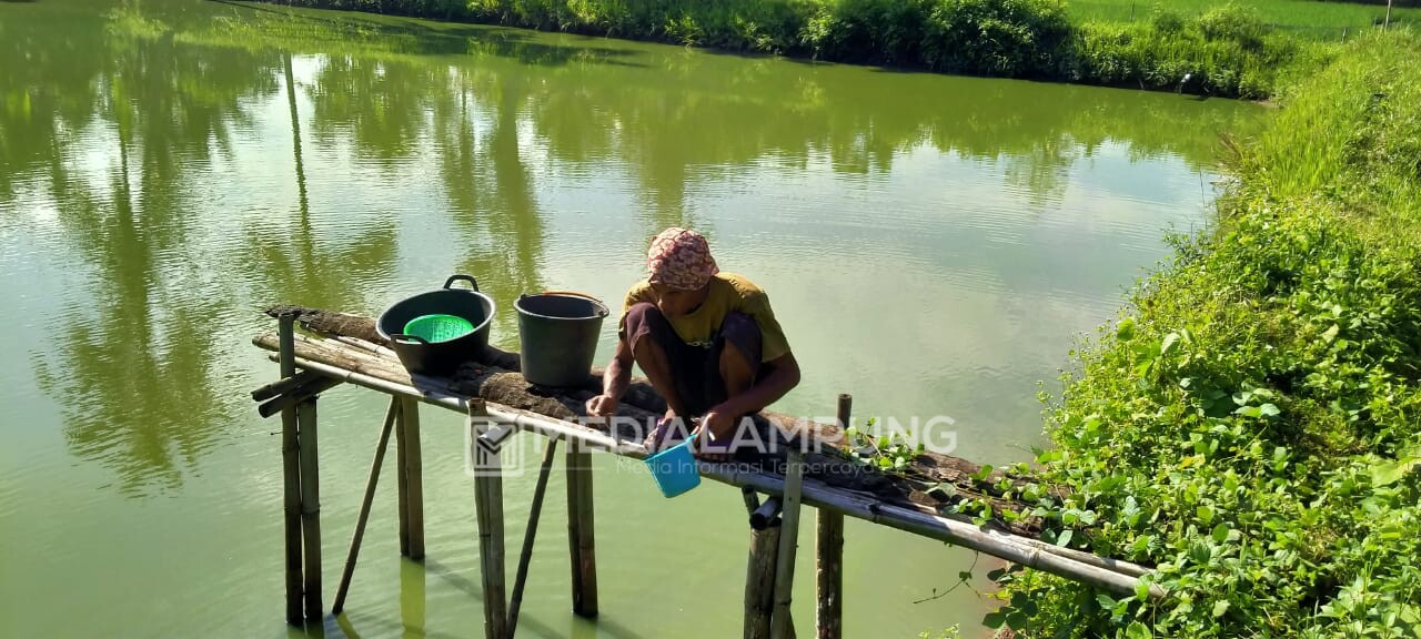 Pemkab Pringsewu Upayakan Pemanfaatan Lahan Budidaya Ikan Semaksimal Mungkin