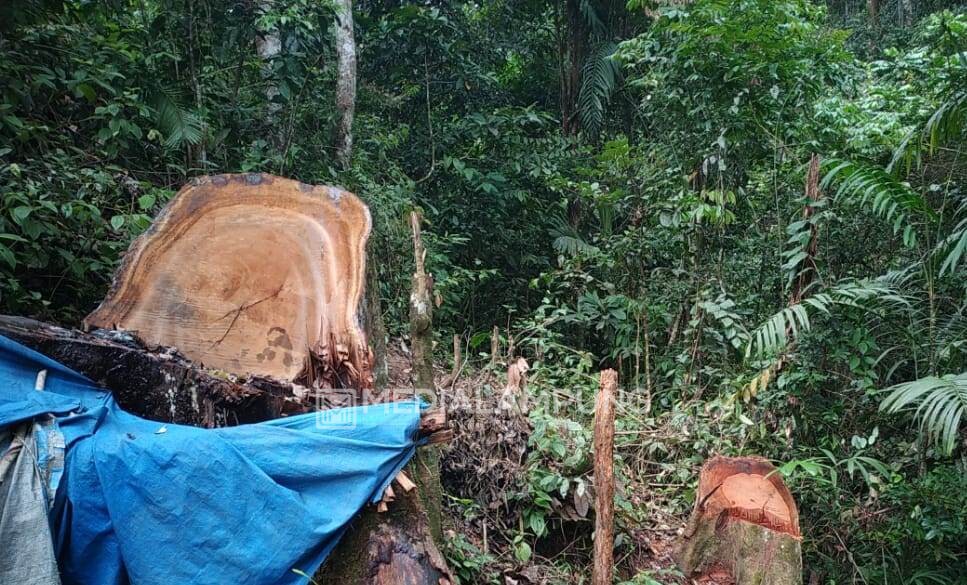 Dugaan Illegal Logging Masuk HL Register 44-B Waytenong-Kenali