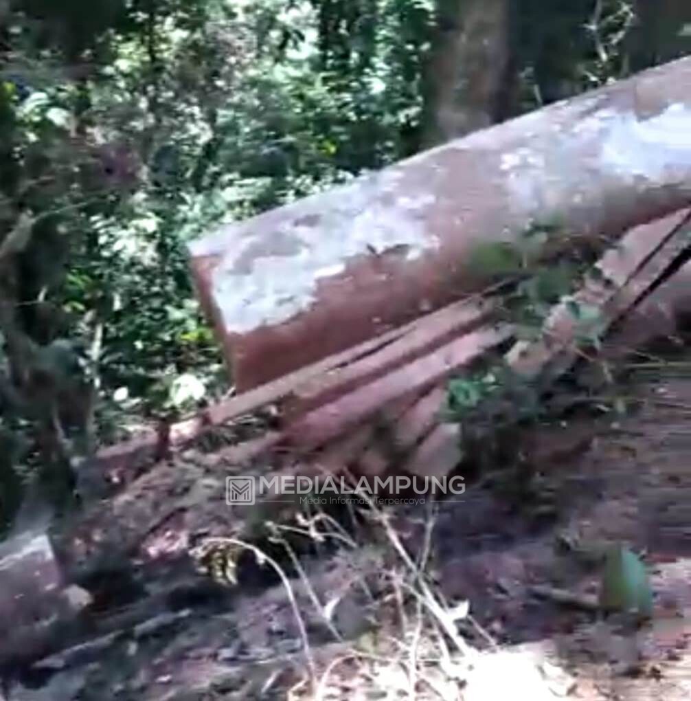 Polisi Lidik Dugaan Illegal Logging di Sindangpagar