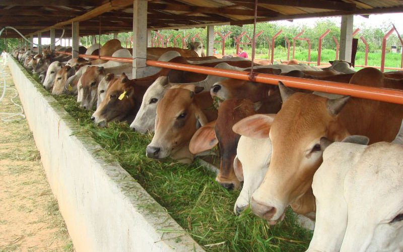 Lumbung Daging, Lamteng Selalu Jadi Terbaik Kedua dalam Prestasi