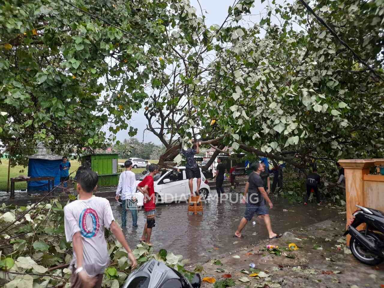 Hujan Disertai Angin Kencang, Satu Unit Mobil Tertimpa Pohon Tumbang di Labuhan Jukung