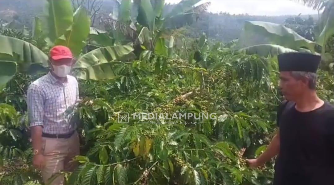 Pak Cik Tinjau Kebun Kopi Kyai Badri yang Berbuah 3 Ton Per Hektar