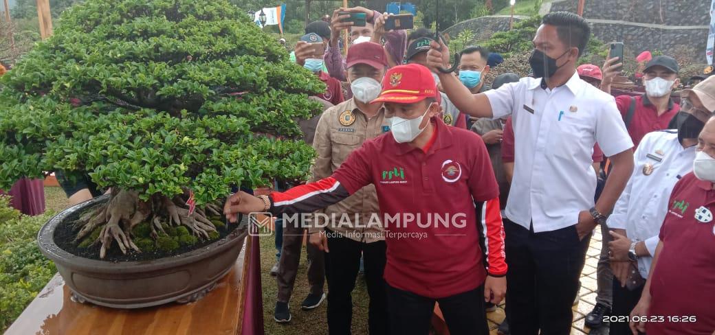 Dirjen Dukcapil Tawar 719 Bonsai di Gebyar Bonsai Bumi Sekala Bekhak Senilai Rp2 Miliar 