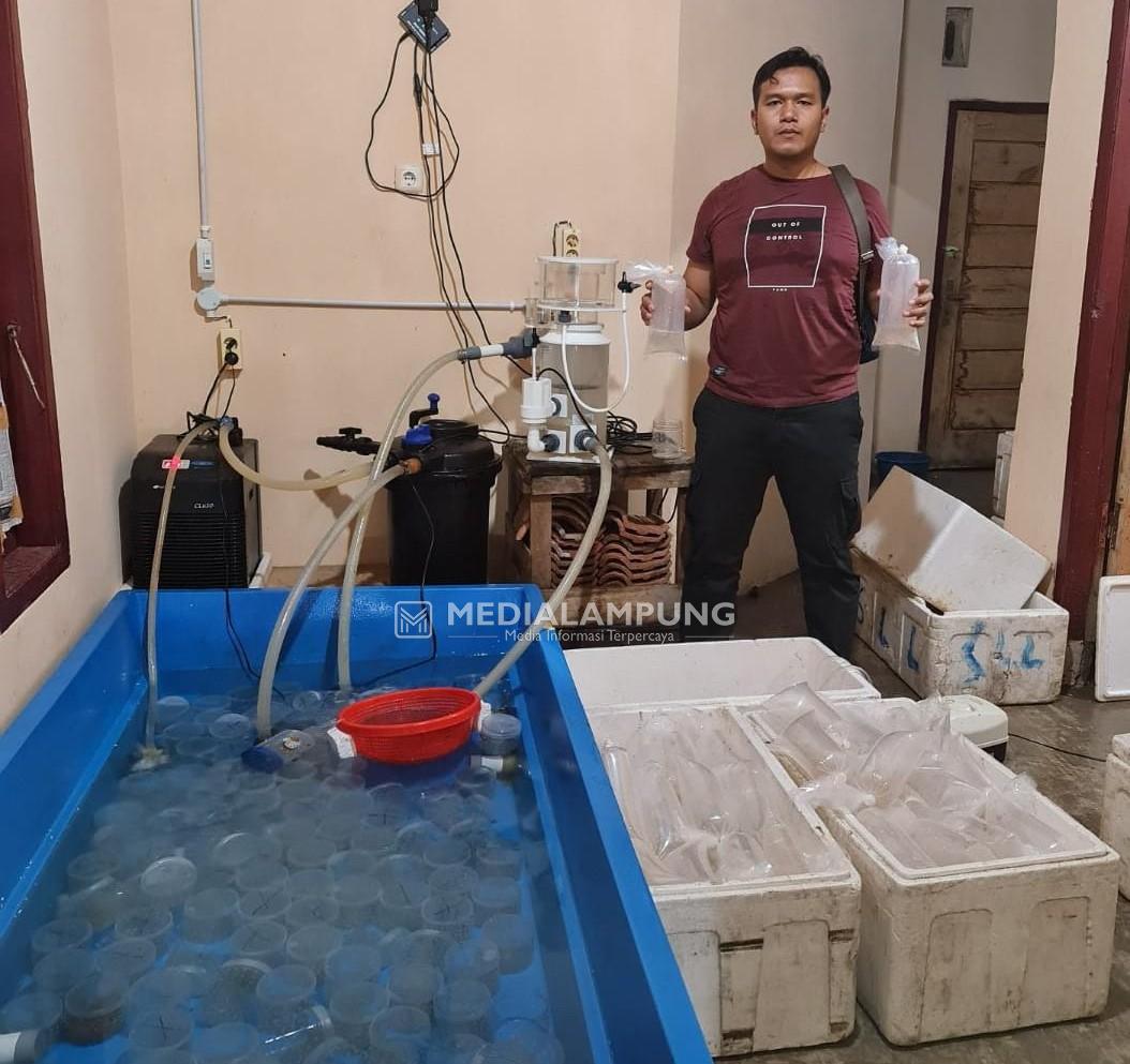 Polres Lambar Gagalkan Penyelundupan Baby Lobster Senilai Rp9,3 Miliar