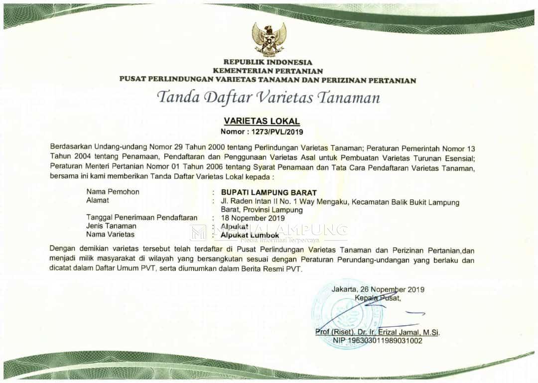 Alpukat Lumbokseminung Resmi Bersertifikat Varietas Lokal 