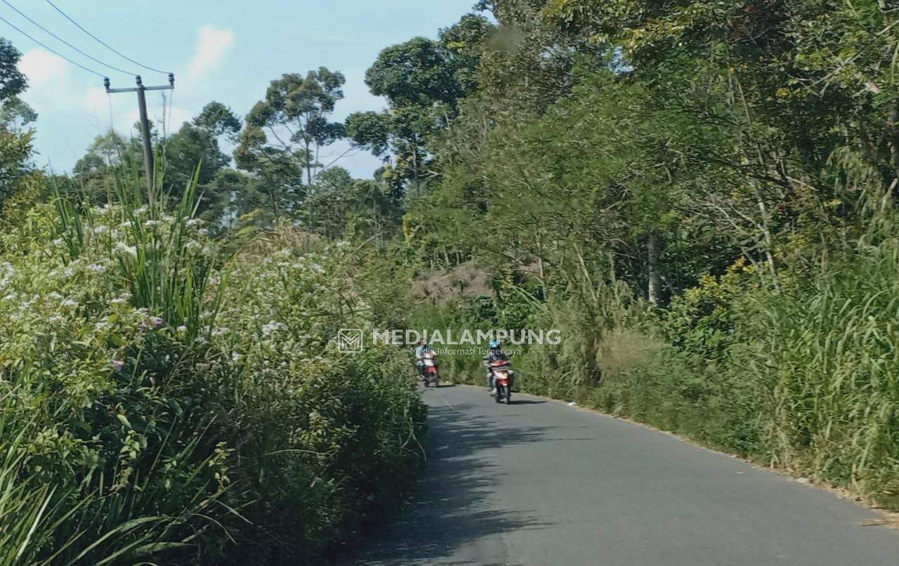 Nihil Pemeliharaan, Jalan Menuju Kebuntebu Diselimuti Rumput Liar