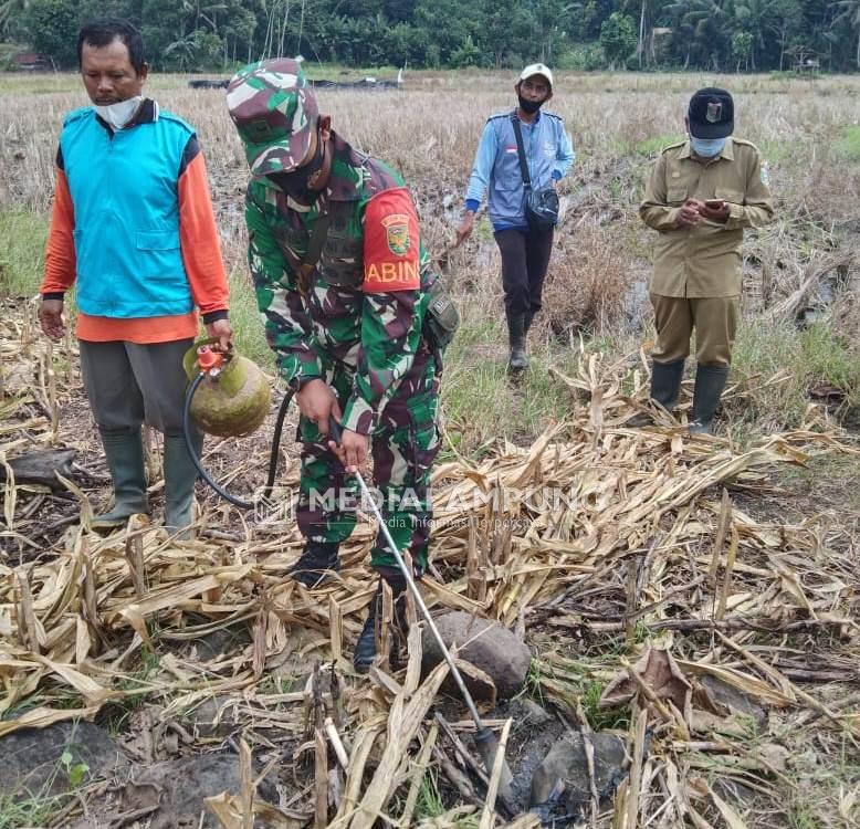 Warga Pelindung Jaya Gelar Gropyokan Hama Tikus