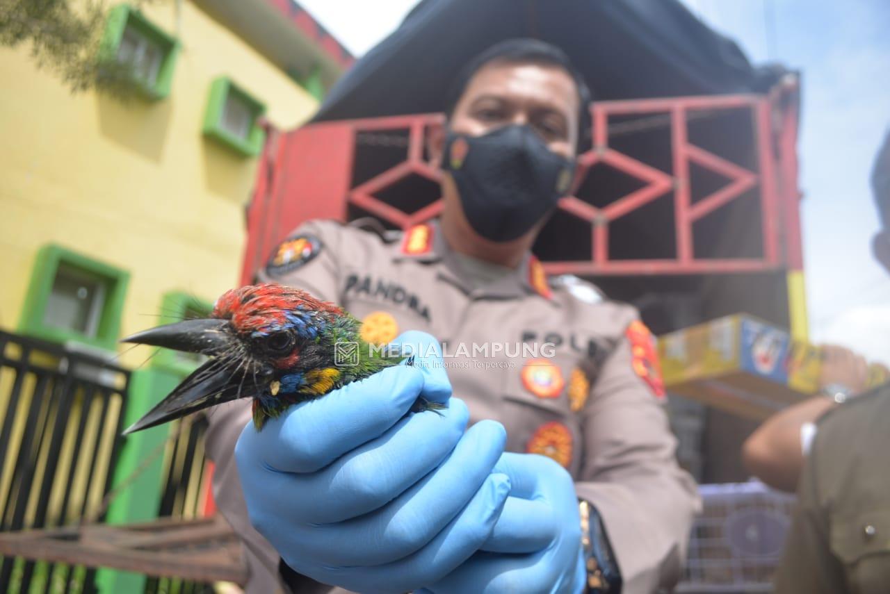 Penyelundupan dan Pengiriman Ribuan Burung Dilindungi Berhasil Digagalkan 
