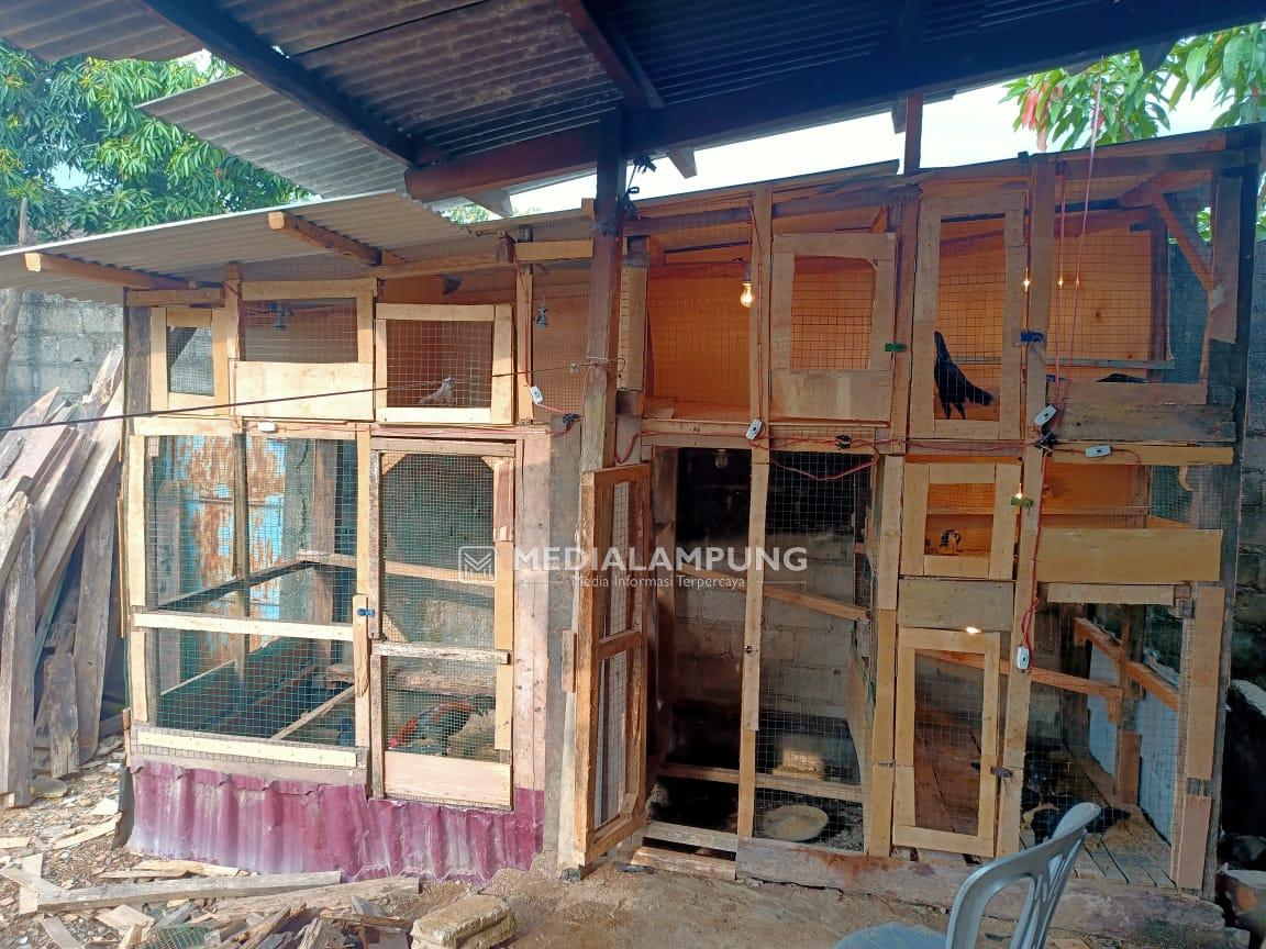 Dua Ekor Ayam Bangkok dalam Kandang Hilang Digondol Maling