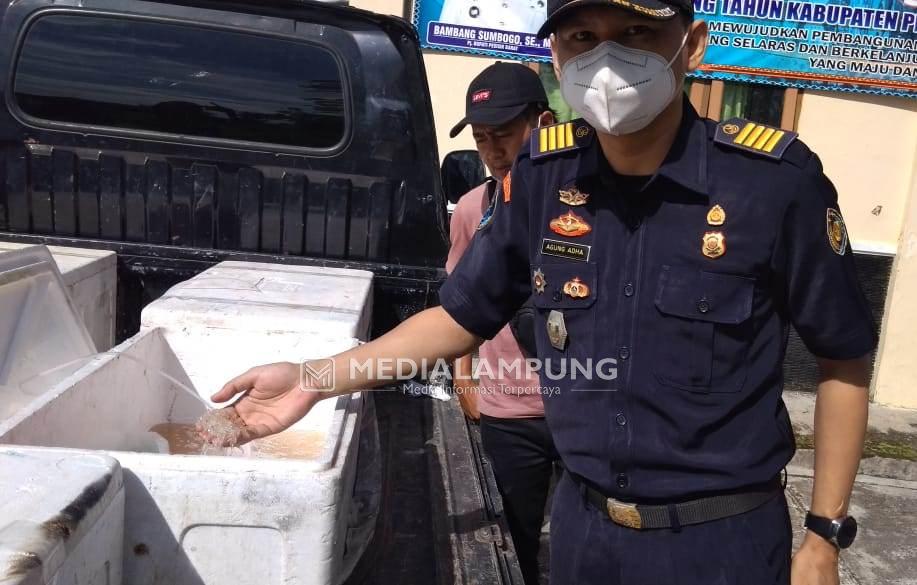 Meski Ilegal, Penangkapan Benur Masih Marak di Pesbar