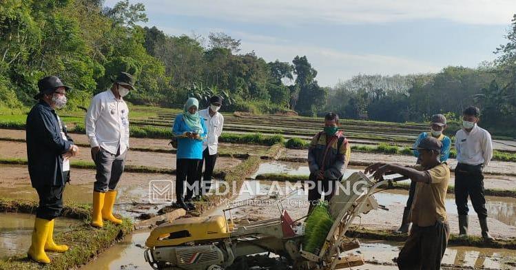 Dinas TPHP Waykanan Tinjau Penggunaan Alat Transplanter di Kampung Sriwijaya