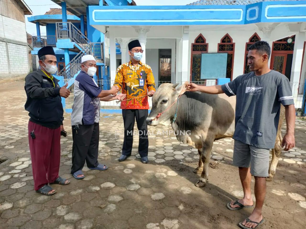 Dukung Pelaksanaan PKPNU, Parosil Berikan Satu Ekor Sapi 