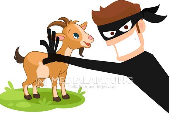 Polsek Marga Tiga Amankan Dua Pencuri Kambing