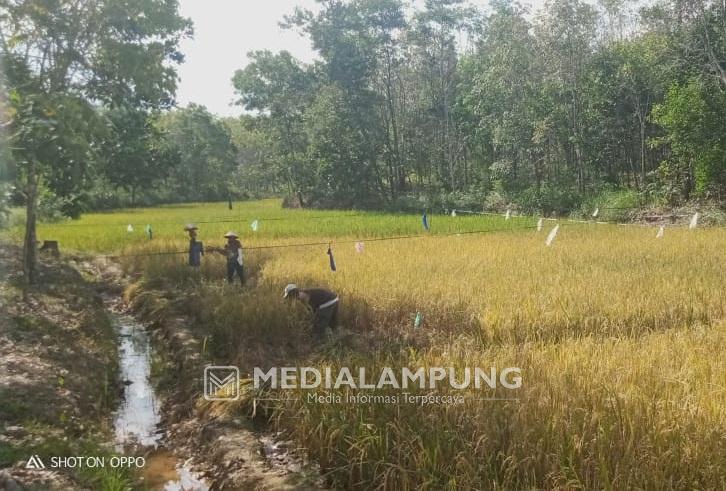Musim Kemarau Tiba, Petani Usulkan Pembangunan Bendungan