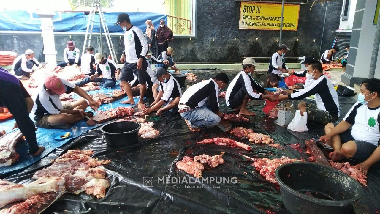 Masjid Muawanah Potong Kurban 11 Sapi dan 8 Kambing