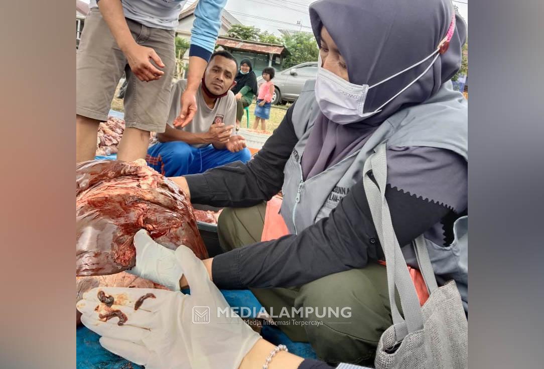 Petugas Disbunnak Lambar Temukan Cacing Hati pada Hewan Kurban