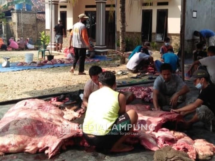 Tim Keswan Temukan Satu Sapi Dengan Cacing Hati di Pringsewu