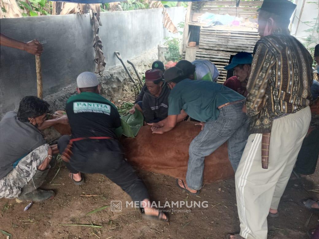 Sisihkan Gaji, Aparat Pekon Tribudi Makmur Kurban Satu Ekor Sapi