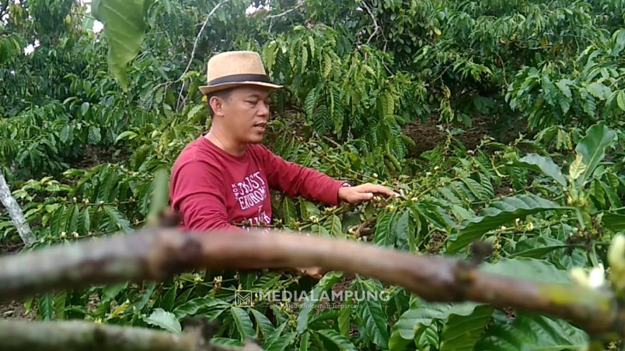 Krisis Biji Kopi Dunia Akibat Kemarau dan Cuaca Dingin (Frost)