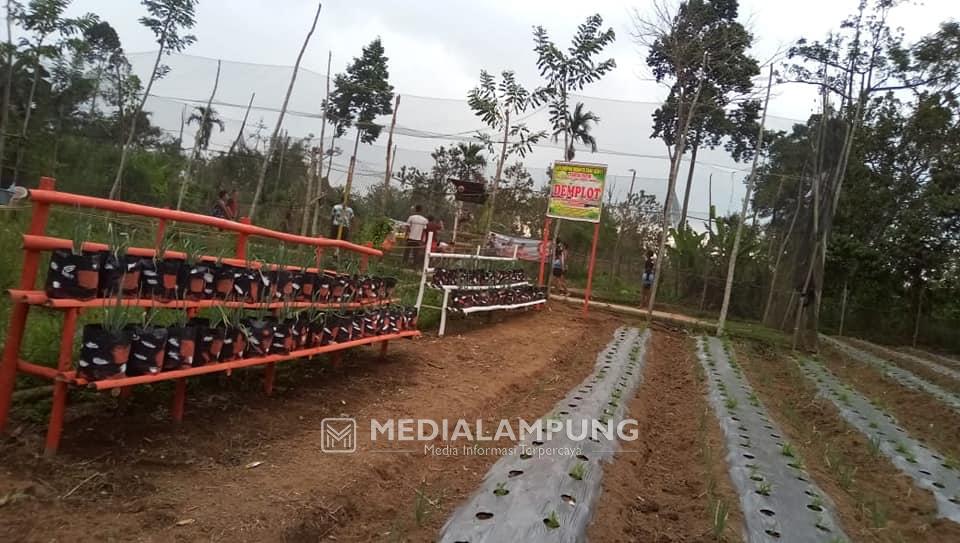 Produktif Ditengah Pandemi, KWT Teratai Budidayakan Tanaman Hortikultura 