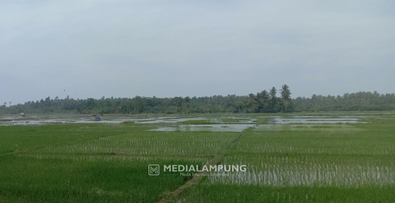 25 Hektare Tanaman Padi di Krui Selatan Terdampak Banjir Rob