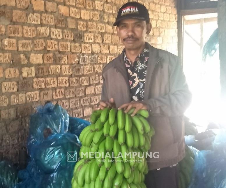 Lama Dinanti, Akhirnya Harga Pisang Kembali Naik