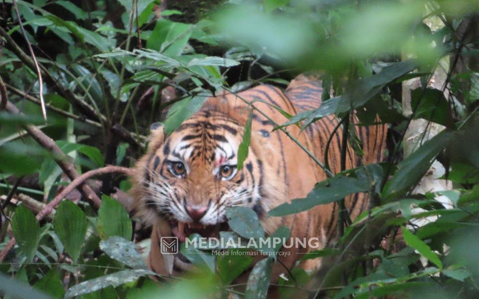 Pelepasliaran Harimau Sumatera “Kyai Batua” Ditunda