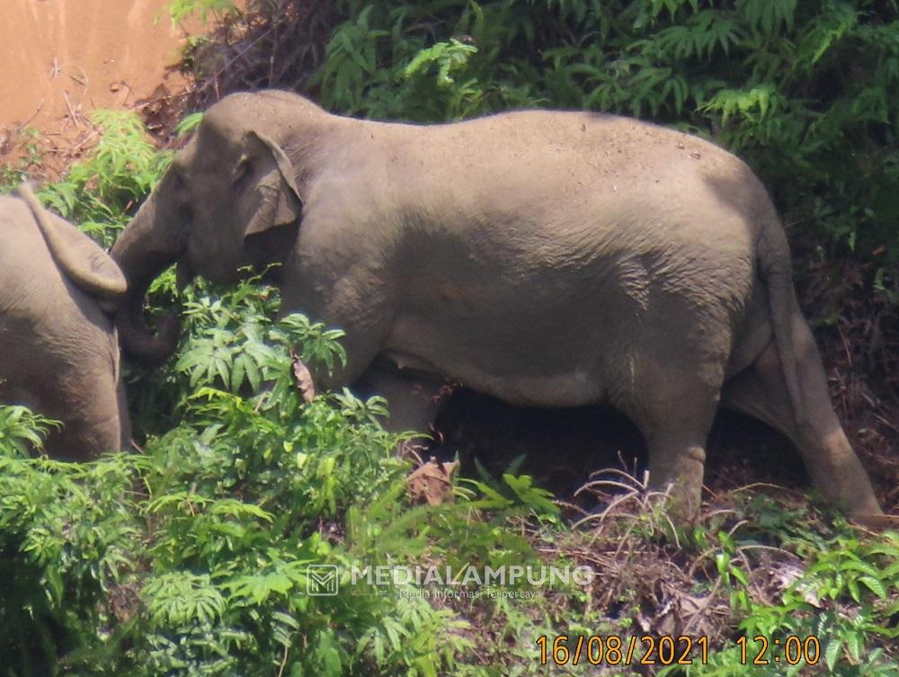 Konflik Gajah Sisakan Ratusan Hektare Lahan Warga Rusak, Kerugian Ditaksir Rp500 Juta Lebih