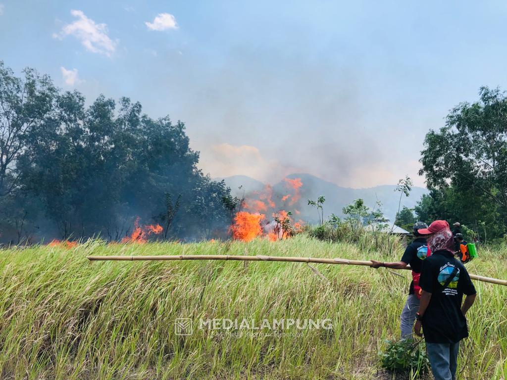 Diduga Akibat Puntung Rokok, Padang Ilalang di Danau Asam Terbakar