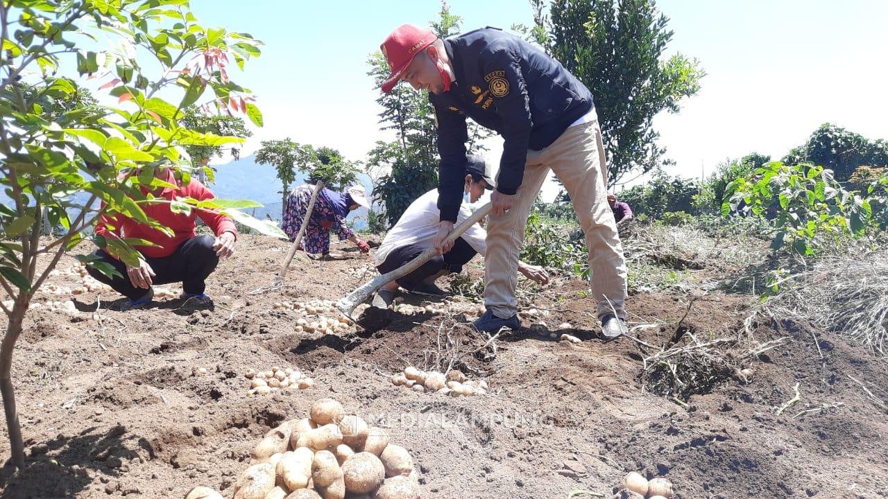 Yones Ikut Panen Kentang Kebun PM Pekon Sidomulyo 