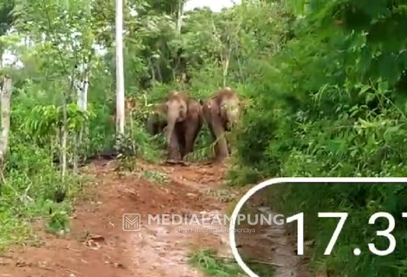 Kawanan Gajah Masuk Pemukiman, Sejumlah Gubuk dan Tanaman Warga Dirusak