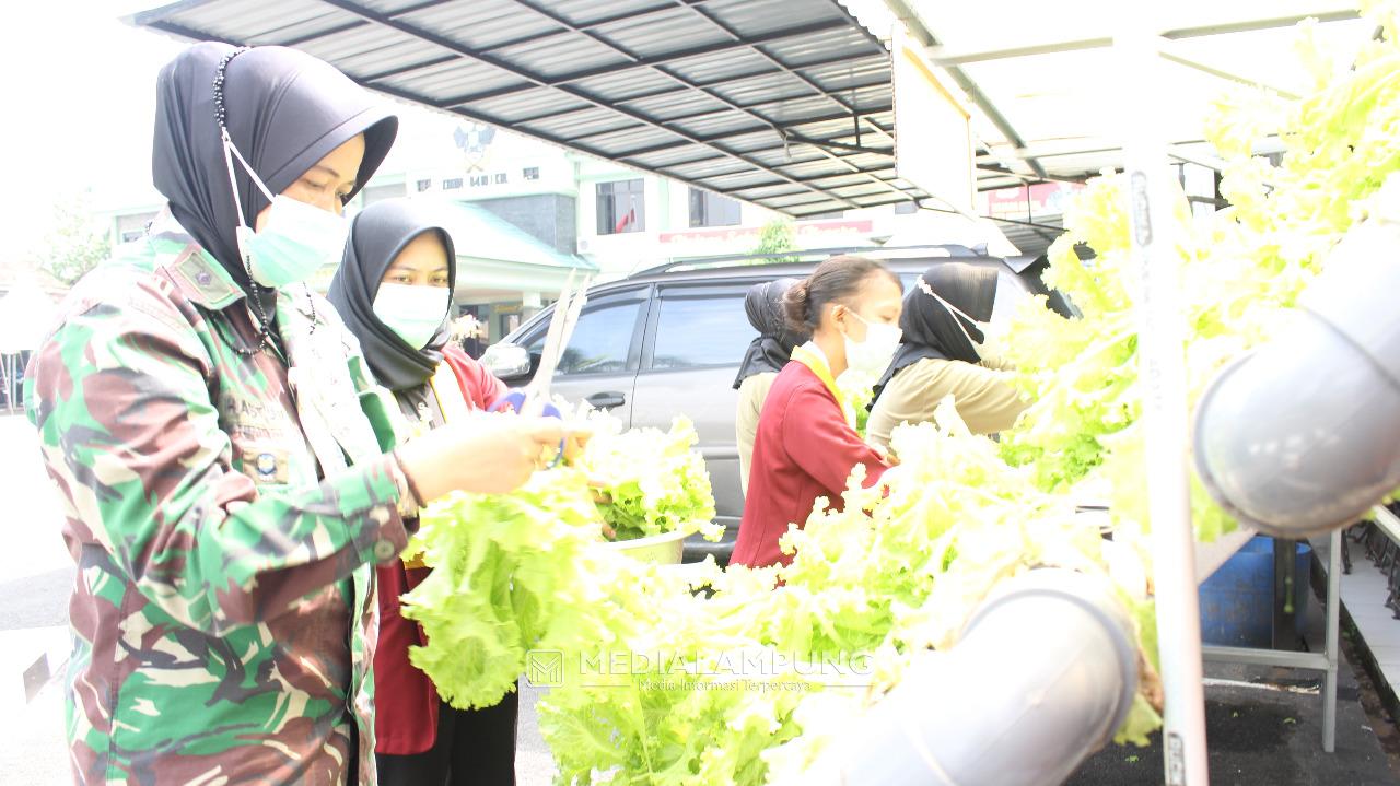 Bantu Ketahanan Pangan di Masa Pandemi Covid, Personel Kodim Panen Sayuran Hidroponik