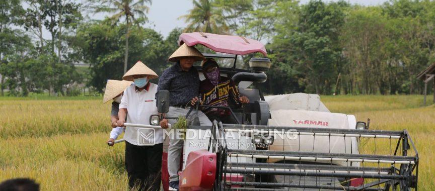 Lakukan Bimtek dan Panen Raya Padi, Nanang Harapkan Petani Lamsel Lebih Sejahtera