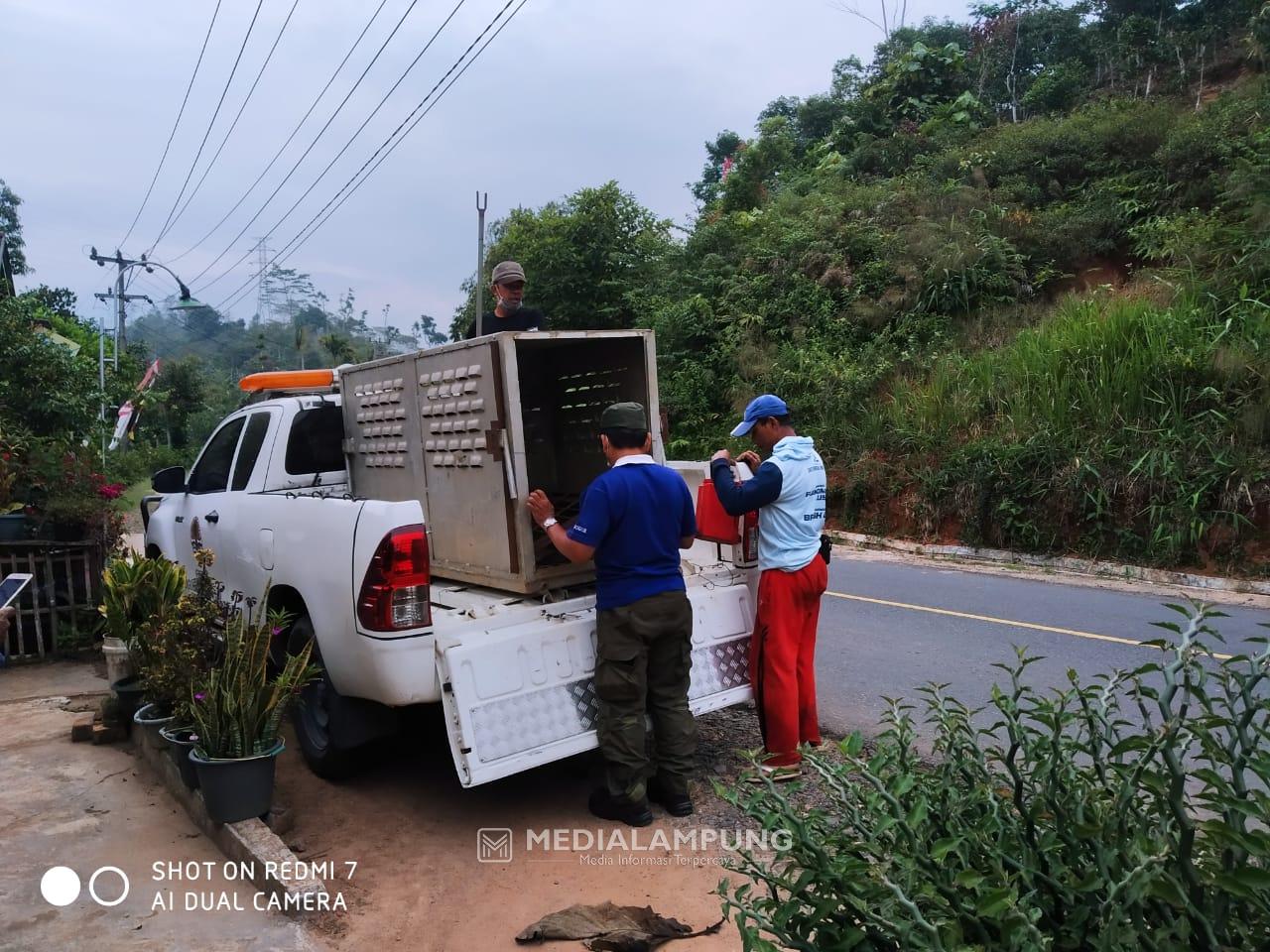 Warga Minta Polhut dan BKSDA Tambah Upaya Tangkap Satwa Pemangsa Ternak 